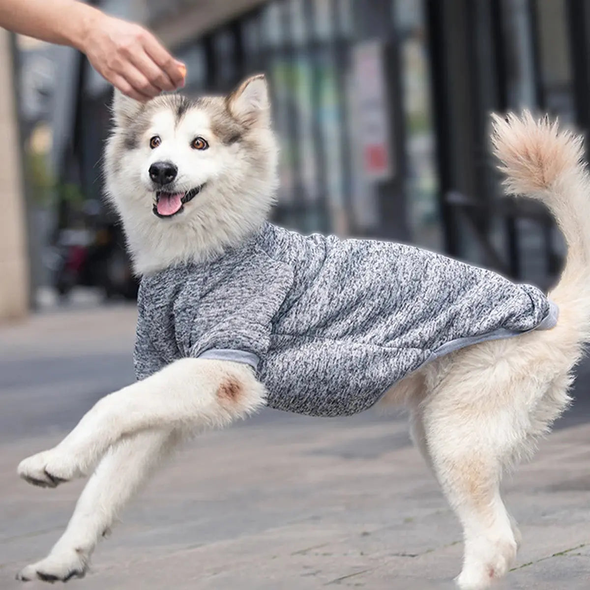 Cozy Sweatshirt for Medium and Large Dogs